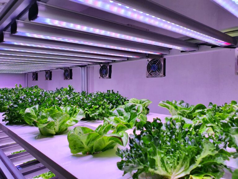 Urban Vertical Farming Startup Idea in India: A Smart Way to Grow Fresh Food in Cities