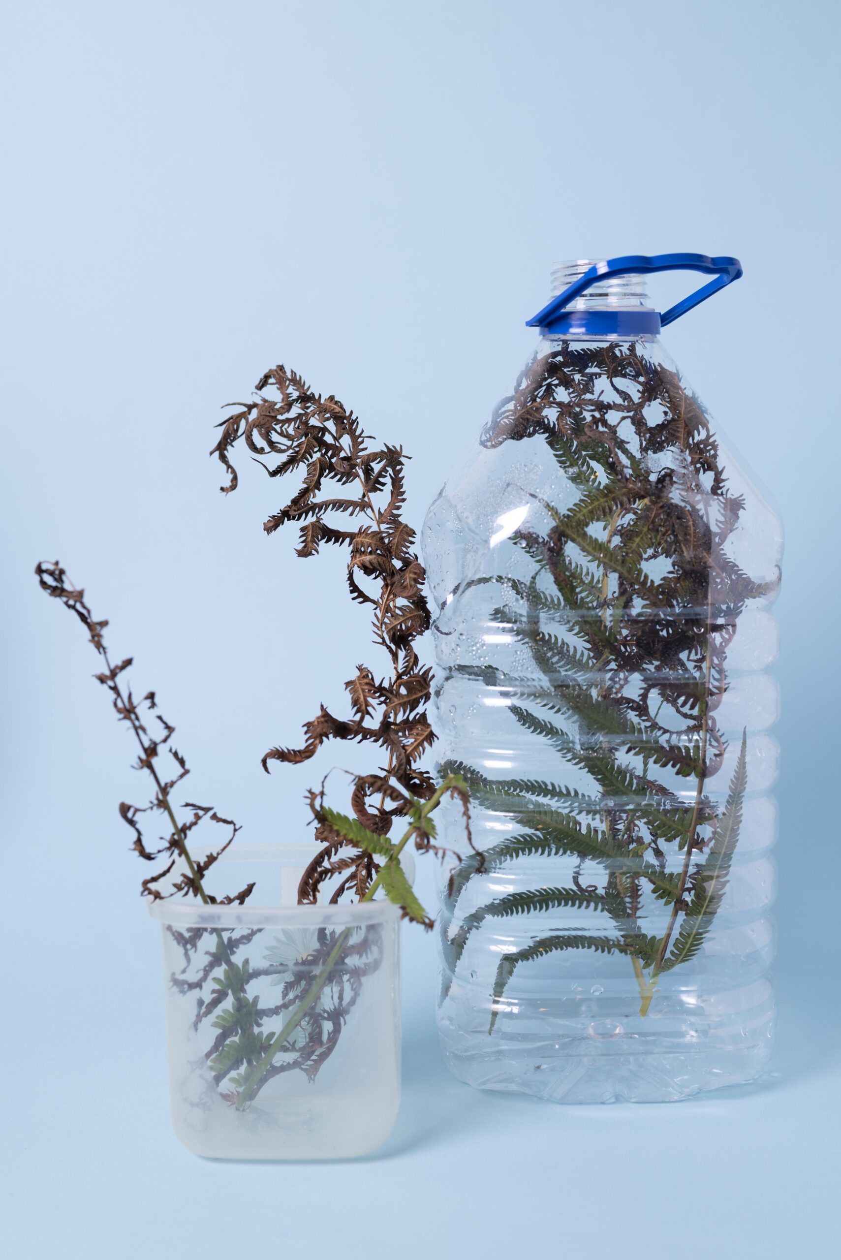 Algae-Based Bioplastics